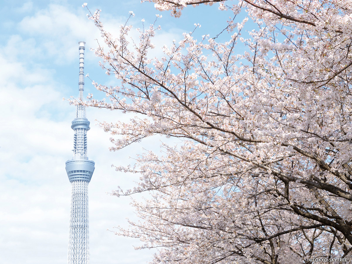 TOKYO SKYTREE_4