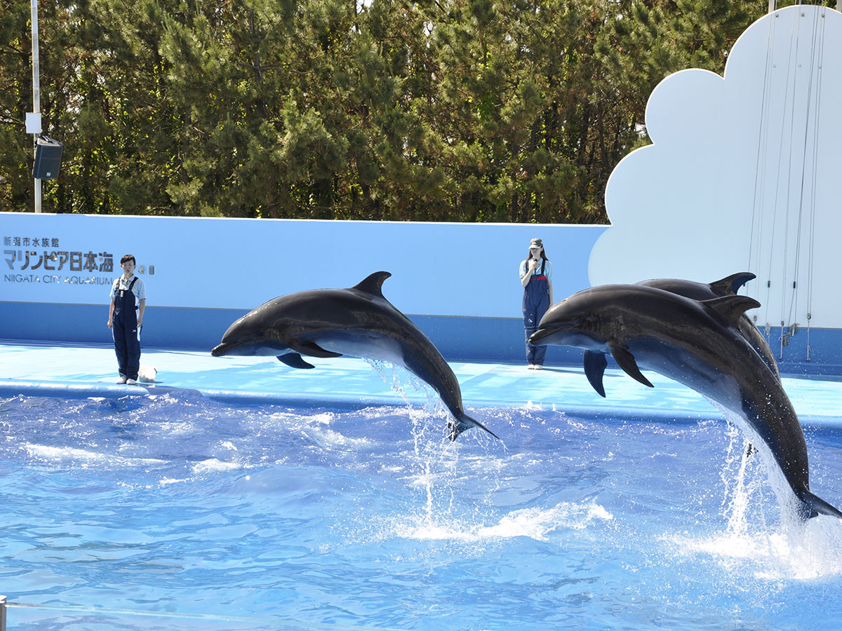 Niigata City Aquarium Marinepia Nihonkai (Sea of Japan)_1