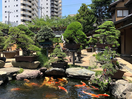 Shunkaen BONSAI Museum_1