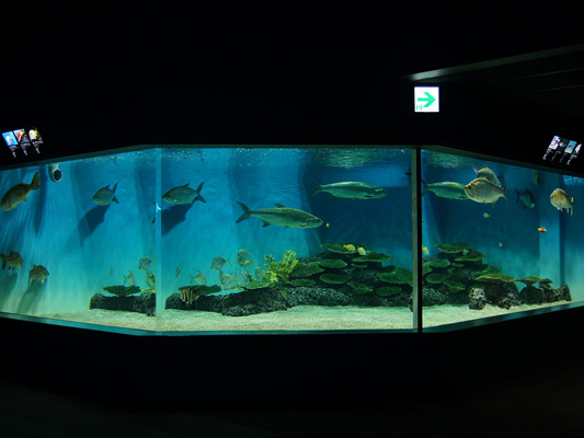 Niigata City Aquarium Marinepia Nihonkai (Sea of Japan)_3