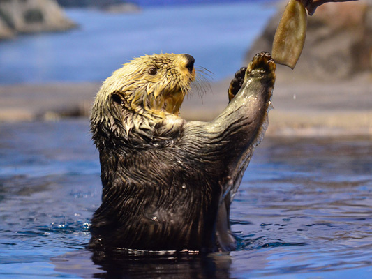 Niigata City Aquarium Marinepia Nihonkai (Sea of Japan)_4